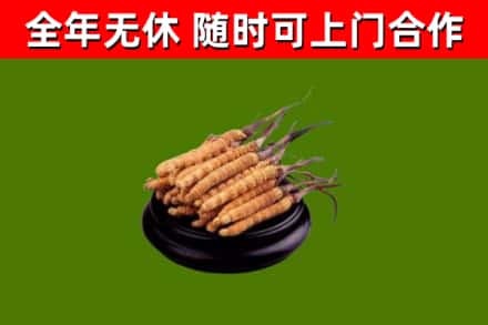 小榄镇烟酒回收冬虫夏草.jpg